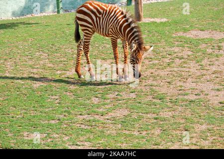 Baby Zebra Eating Grass from the ground outdoor Stock Photo