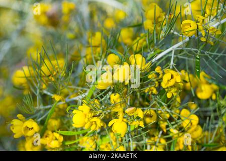Close-up of Silver cassia plant Stock Photo