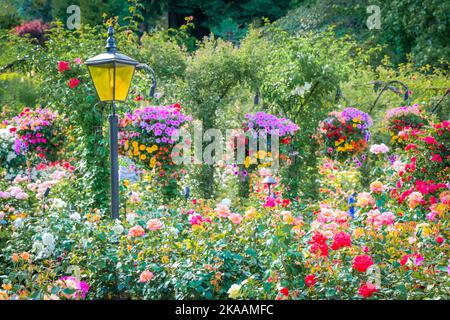 Rose Garden, Butchart Gardens, Brentwood Bay, Greater Victoria, British Columbia, Canada Stock Photo