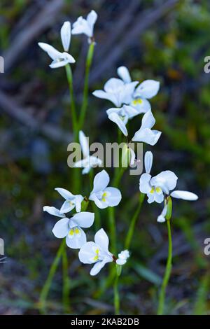 white flag iris flowers at lake elysia in the labyrinth in cradle mountain-lake st clair national park Stock Photo