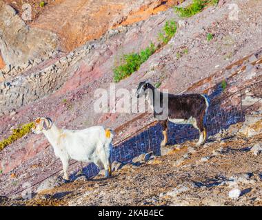 goats in the mountains of lanzarote Stock Photo