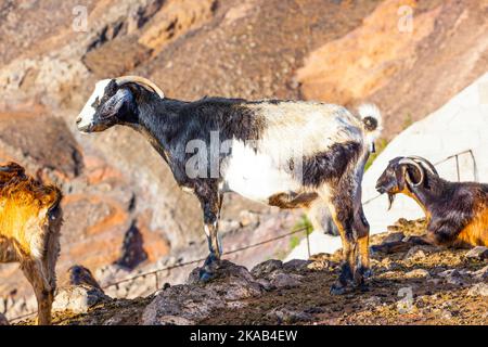 goats in the mountains of lanzarote Stock Photo