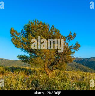 lonely tree in sunset Stock Photo