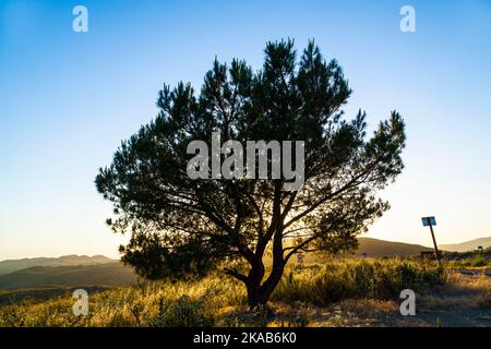 lonely tree in sunset Stock Photo