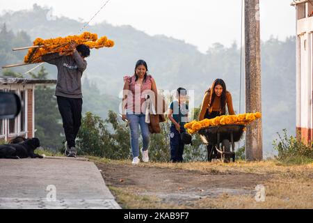 Morelia, Mexico, 1 Nov 2022, The Garcia family heads to the cemetery with marigold flowers during Day of the Dead celebration Arocutin, Michoacan, Mexico. The indigenous Purepecha of this village prepare this annual ritual of remembrance by constructing altars with marigolds, candles and the favorite food or drink of the deceased.  The vigil takes place the night of November 1st and has become a major tourist attraction in the central Mexican state of Michoacan.  Brian Overcast/Alamy Live News Stock Photo