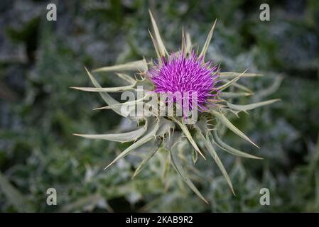 Milk thistle plant Stock Photo