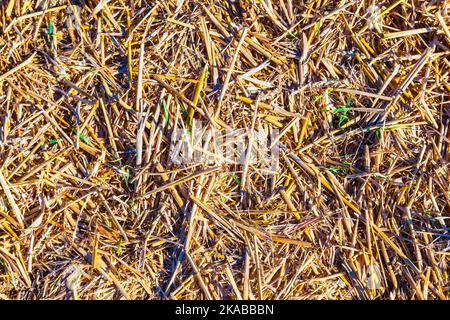 pattern of corn field after harvest Stock Photo