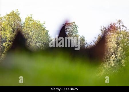 Blurred free-range hens on the grass Stock Photo