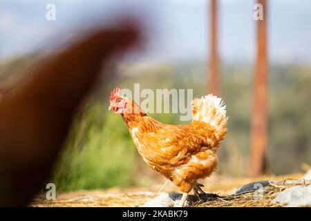 Free-range hens on a sunny morning Stock Photo