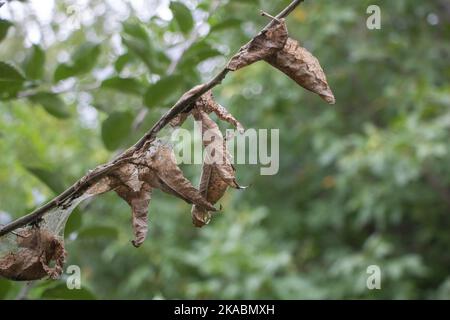 Tree attacked by pests concept - and has dry leaves - green nature background. Stock Photo