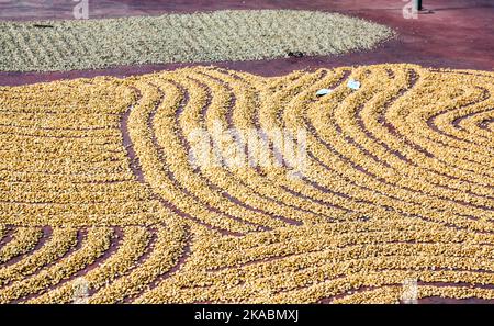 Coffee lioes on the earth for drying after the harvest in the coffee plantation Stock Photo