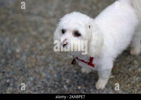 Adorable little white Havanese dog eyeing up the camera as it stands indoors at home Stock Photo