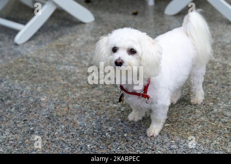 Adorable little white Havanese dog eyeing up the camera as it stands indoors at home Stock Photo