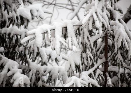spruce branches in snow closeup, winter forest background. Spruce twigs covered by snow. Stock Photo