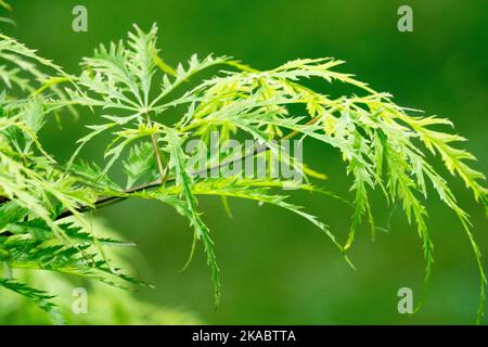 Cutleaf Japanese Maple, Acer palmatum 'Filigree', Spring, Maple, Leaves Stock Photo