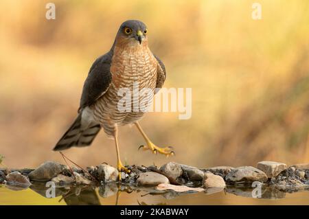 Adult male Eurasian sparrow hawk drinking and bathing in a water point within a Mediterranean forest with the first light of an autumn day Stock Photo