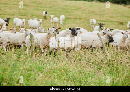 Whos making that noise. a herd of sheep grazing next to a fence and looking in one direction outside on a farm. Stock Photo
