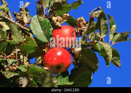 Red  apples on tree in autumn sunny day, blue sky in background Stock Photo