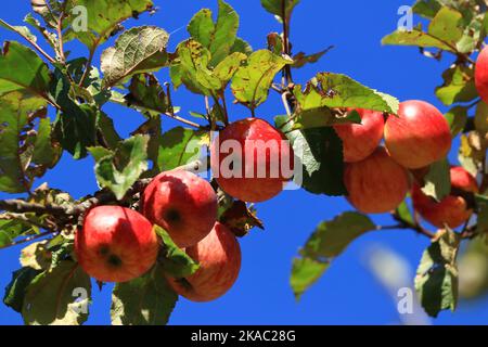 Red  apples on tree in autumn sunny day, blue sky in background Stock Photo