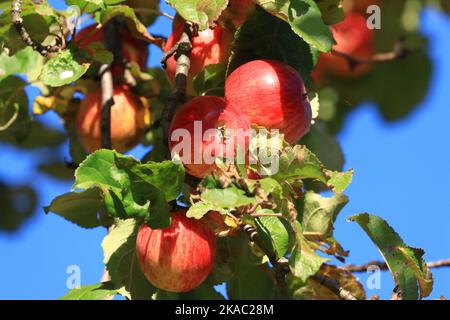 Red  apples on tree in autumn sunny day, blue sky in background Stock Photo