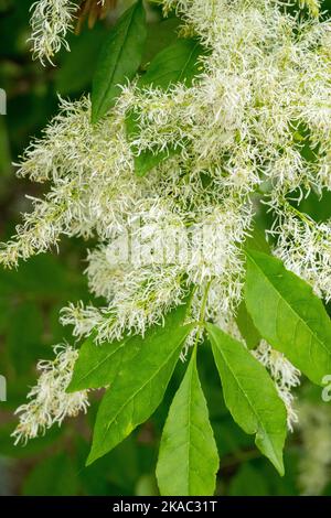 Flowering Ash, Fraxinus ornus 'Arie Peters' Manna Ash Stock Photo