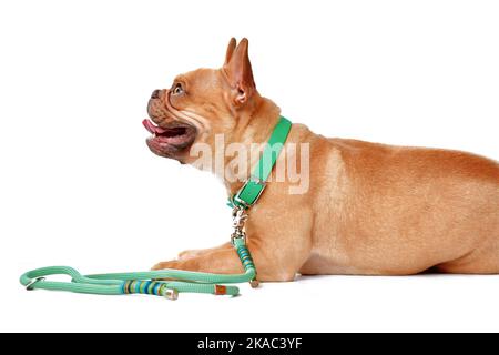 Red fawn French Bulldog dog wearing green collar with rope leash on white background Stock Photo