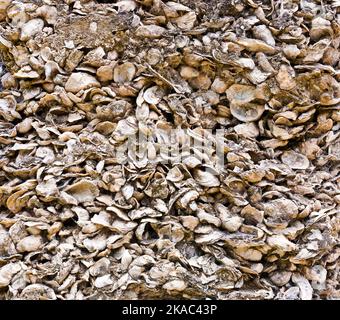 pattern of shells in concrete as building material Stock Photo - Alamy