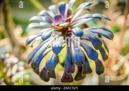 Aeonium arboreum var. atropurpureum f. nigrum Schwarzkopf with rosettes of bronze foliage after a shower of winter rain also called tree aeonium, tree Stock Photo