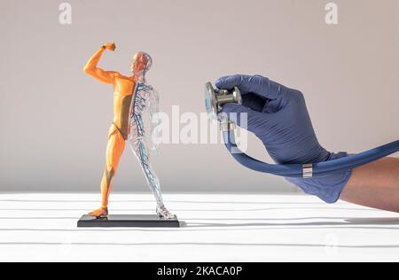Human body 3d model without skin with muscular and circulatory systems ...