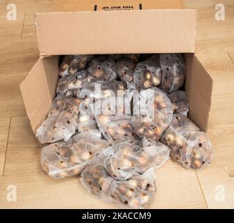 A box containing 1000 daffodil bulbs, variety Tête-à-tête',  for a community planting scheme, England, UK Stock Photo