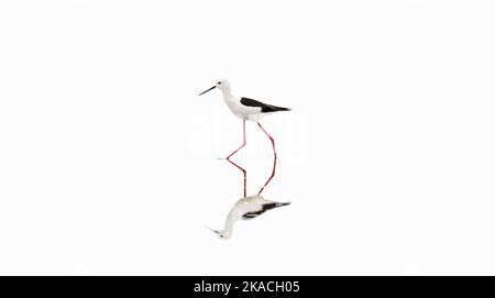 A minimalistic picture of a black-winged stilt reflecting itself in a lake, white negative space, copy space, large size Stock Photo