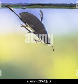 Great silver water beetle (Hydrophilus piceus) diving in freshwater habitat. This beetle is among the largest aquatic insects. Wildlife scene of natur Stock Photo