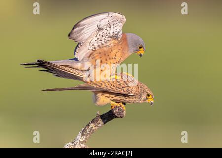 Mating pair of Lesser Kestrel (Falco naumanni) is a small Falcon. This Bird Species breeds from the Mediterranean across Afghanistan and Central Asia Stock Photo