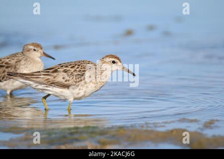 Migratory waders, Sharp-tailed Sandpipers in the Coorong Goolwa Stock Photo