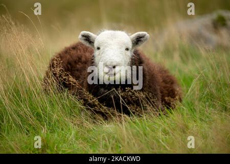 Close up of a young Herdwick sheep with smiley face facing camera and laid in grass on open Cumbrian fells. Lake District, UK. Horizontal.  Space for Stock Photo