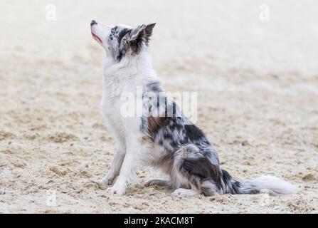 Australian Shepherd. Aussie dog on white sand. Portrait beautiful thoroughbred Shepherd dog outdoors close up. The puppy sits in profile. Training for Stock Photo