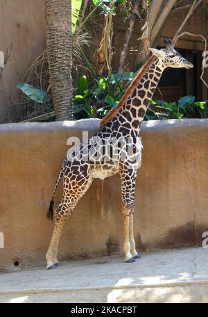 Los Angeles, California, USA 27th October 2022 Baby Maasai Giraffe at Boo at the Zoo at the LA Zoo on October 27, 2022 in Los Angeles, California, USA. Photo by Barry King/Alamy Stock Photo Stock Photo