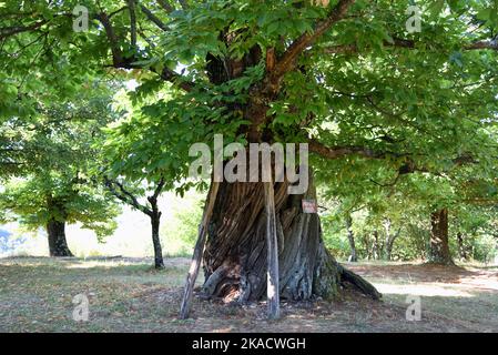 Old Sweet Chestnut Tree, Castanea sativa, with Wooden Props, Growing in Old Chestnut Plantation or Grove, aka a Castanetum, Drome Provence France Stock Photo