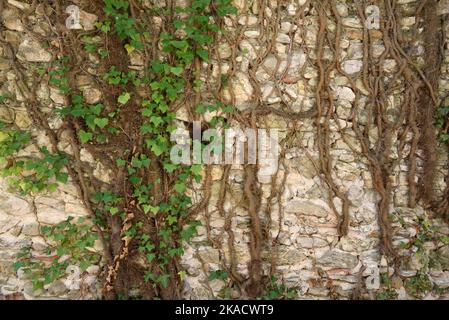 Common Ivy, Hedera helix, Showing Leaves & Roots Growing Up Old Stone Wall. Aka Common Ivy, European Ivy, English Ivy, Bindweed or Lovestone Stock Photo