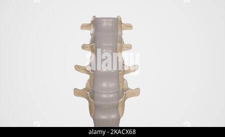 Medical Illustration of Anterior Longitudinal Ligament Stock Photo