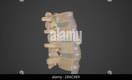 Lateral View of Anterior Longitudinal Ligament Stock Photo