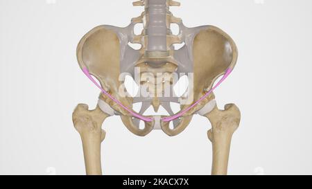 medical accurate illustration of the inguinal ligament Stock Photo