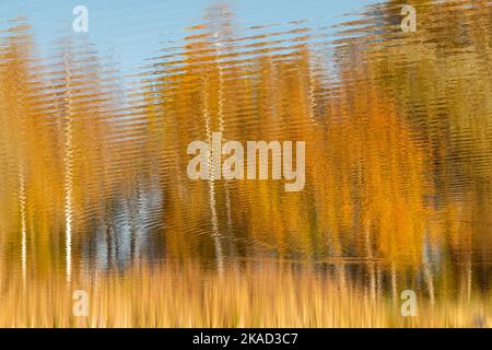 Trees of different colors of autumn reflected in the water. Photo impressions Stock Photo
