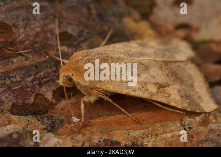Detailed closeup on the Scarce Bordered Straw owlet moth, Helicoverpa armigera, sitting on wood Stock Photo