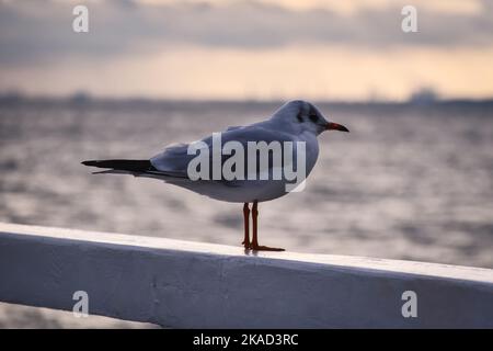 Portrait of a seagull. Bird at the Polish seaside in Gdynia. Stock Photo