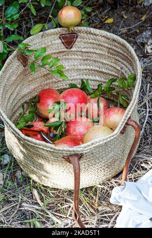 Red ripe pomegranates in a wicker basket of vines on the ground in the garden, pomegranate harvest, October Stock Photo