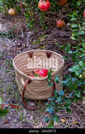 Red ripe pomegranates in a wicker basket of vines on the ground in the garden, pomegranate harvest, October Stock Photo