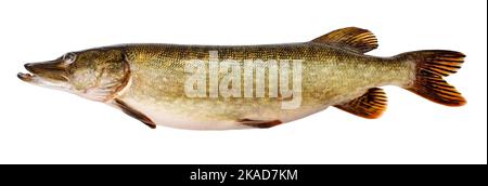 pike fish isolated on white background Stock Photo