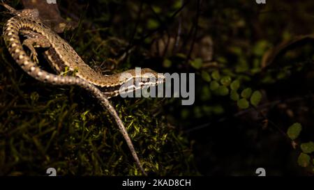 The closeup of the Iberian rock lizard, Iberolacerta monticola. Stock Photo