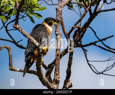 An Orange-breasted Falcon (Falco deiroleucus) perched on a tree. Tepequém, Roraima State, Brazil. Stock Photo